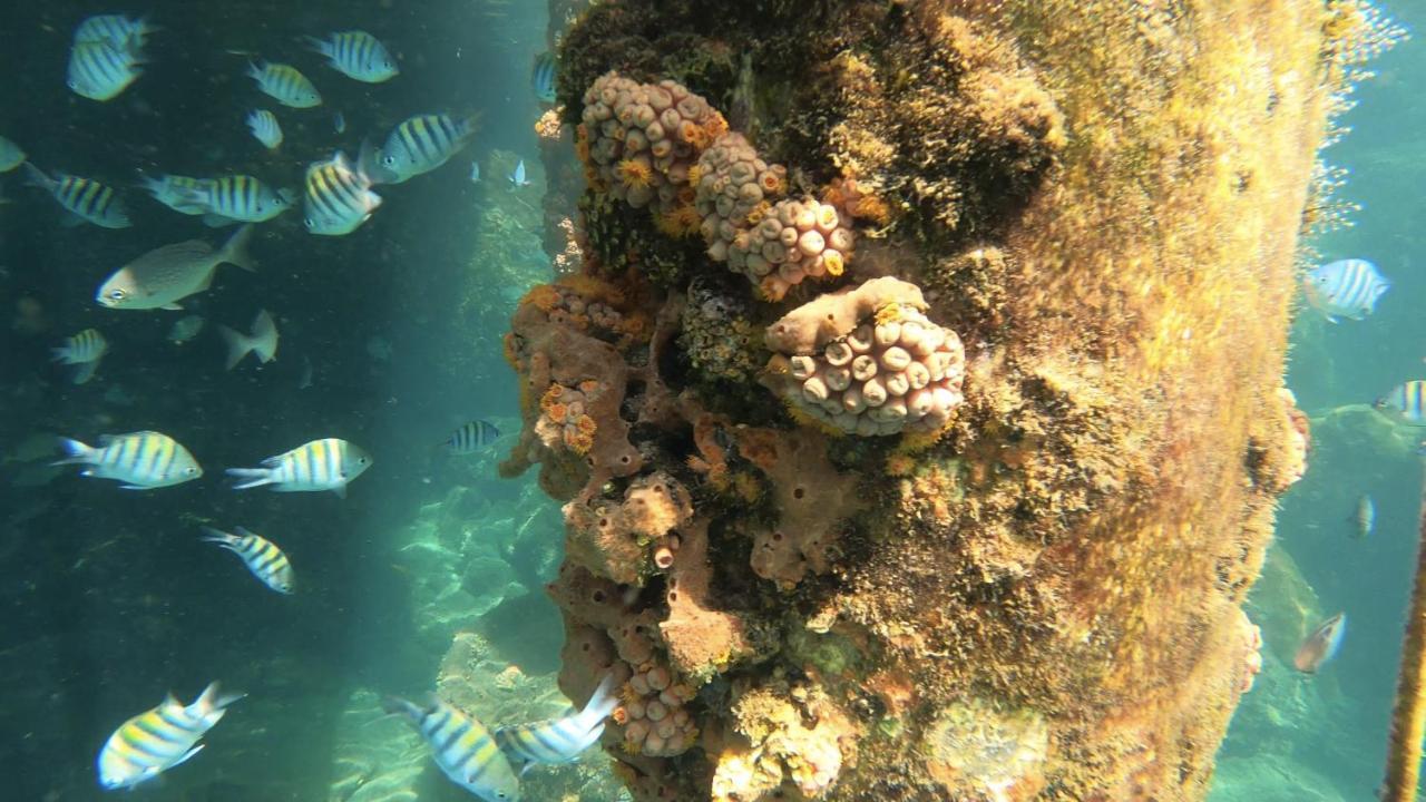 Pousada Conves - Ilha Grande Hotell Praia de Araçatiba Eksteriør bilde