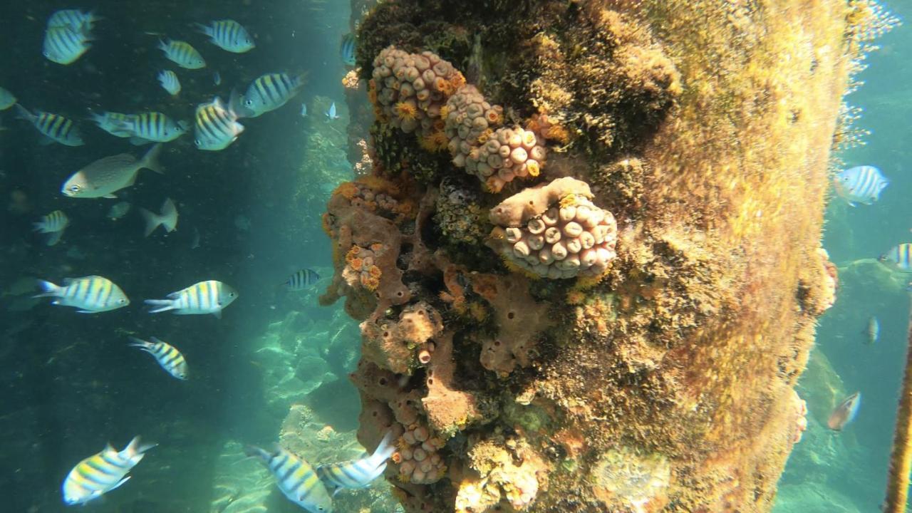 Pousada Conves - Ilha Grande Praia de Araçatiba Eksteriør bilde