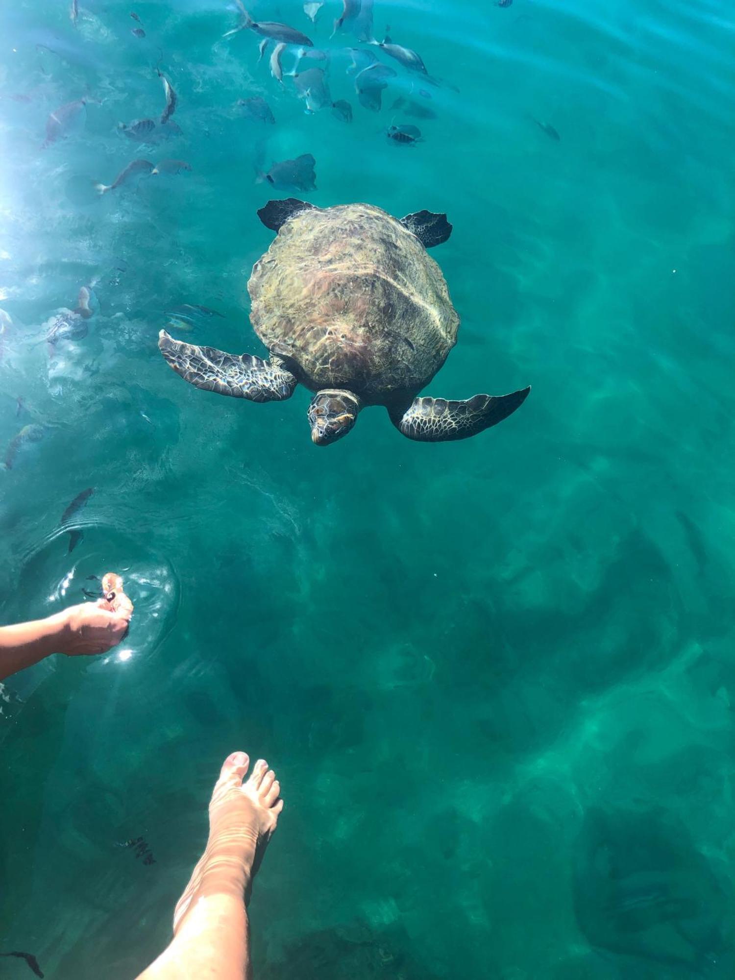 Pousada Conves - Ilha Grande Hotell Praia de Araçatiba Eksteriør bilde